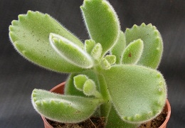 Cotyledon tomentosa ssp  ladismithiensis