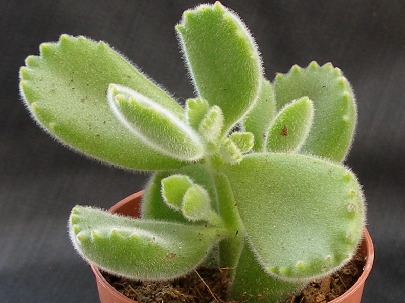 Cotyledon tomentosa ssp  ladismithiensis