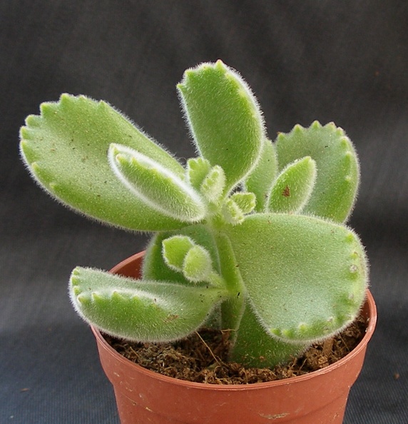 Cotyledon_tomentosa_ssp__ladismithiensis.JPG