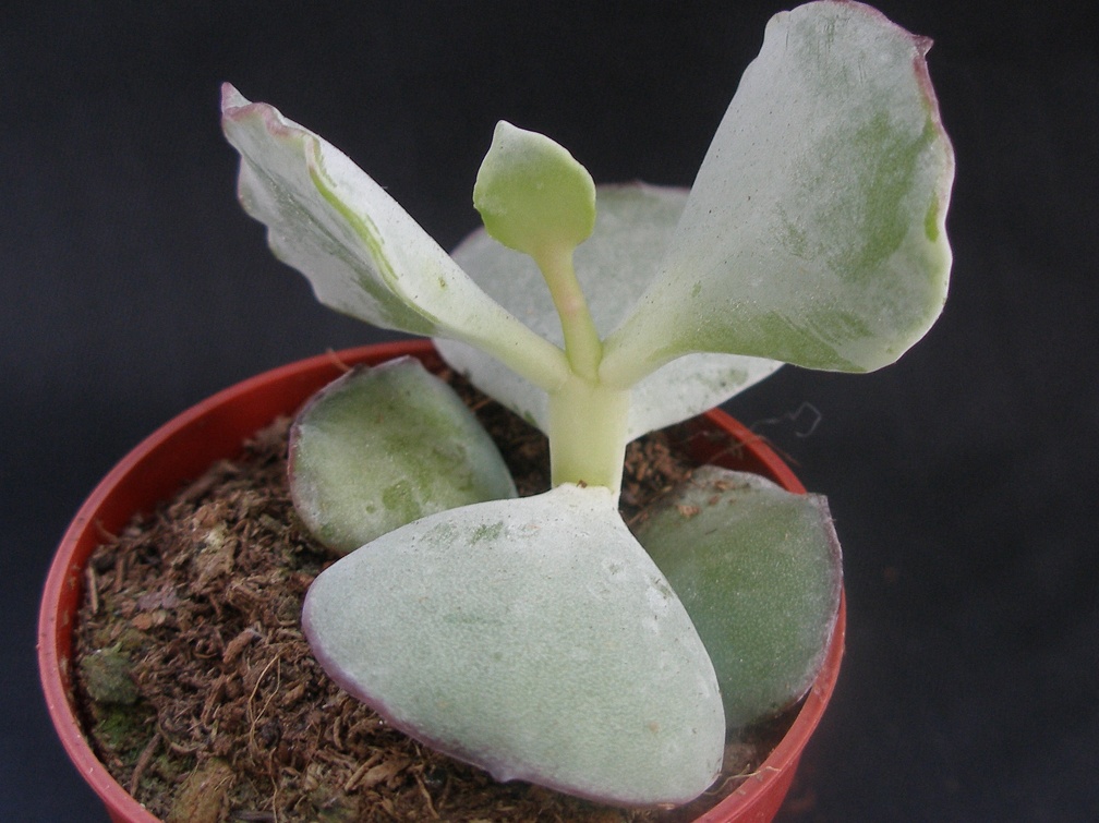 Cotyledon undulata