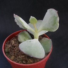 Cotyledon undulata