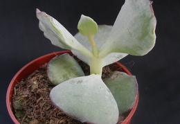 Cotyledon undulata