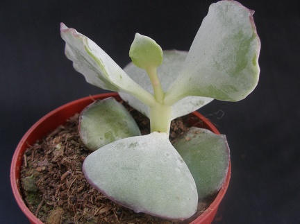 Cotyledon undulata