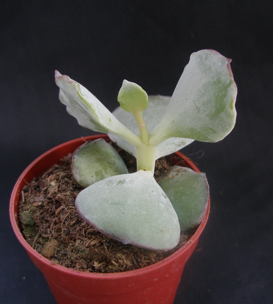 Cotyledon_undulata.JPG
