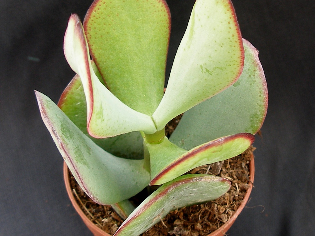 Crassula arborescens