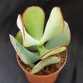 Crassula arborescens