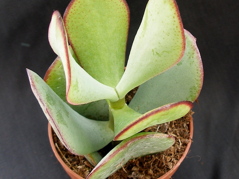 Crassula arborescens