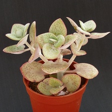Crassula cordata