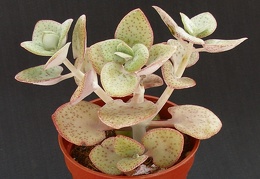 Crassula cordata