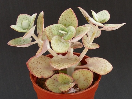 Crassula cordata