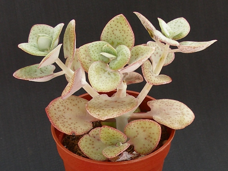 Crassula cordata