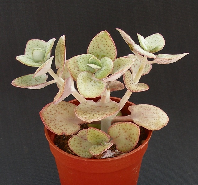 Crassula_cordata.JPG