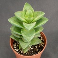Crassula cv  Spring Time  X nudicaulis