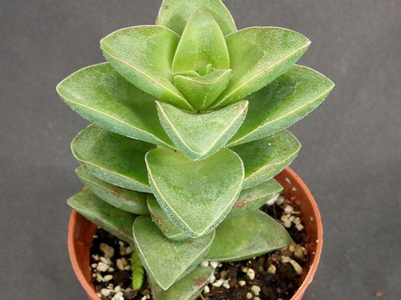 Crassula cv  Spring Time  X nudicaulis