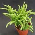 Crassula lycopodioides ssp  pseudolycopodioides 