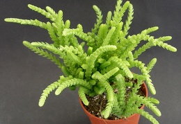 Crassula lycopodioides ssp  pseudolycopodioides 