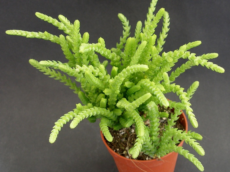 Crassula lycopodioides ssp  pseudolycopodioides 
