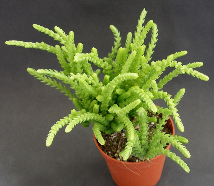 Crassula_lycopodioides_ssp__pseudolycopodioides_.JPG