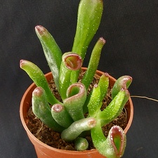 Crassula ovata  cv   Gollum