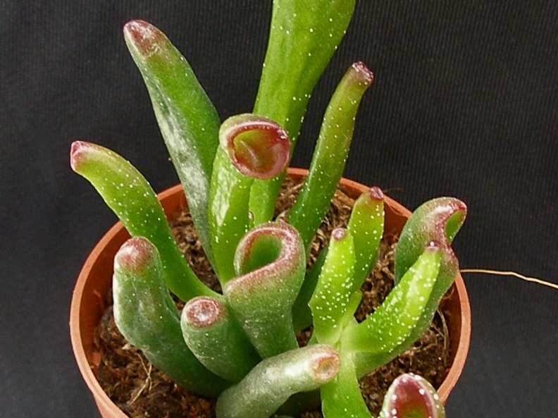Crassula ovata  cv   Gollum