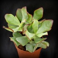 Crassula ovata cv   Blue Bird