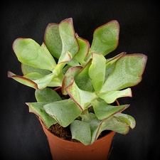 Crassula ovata cv   Blue Bird