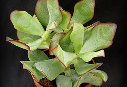 Crassula ovata cv   Blue Bird