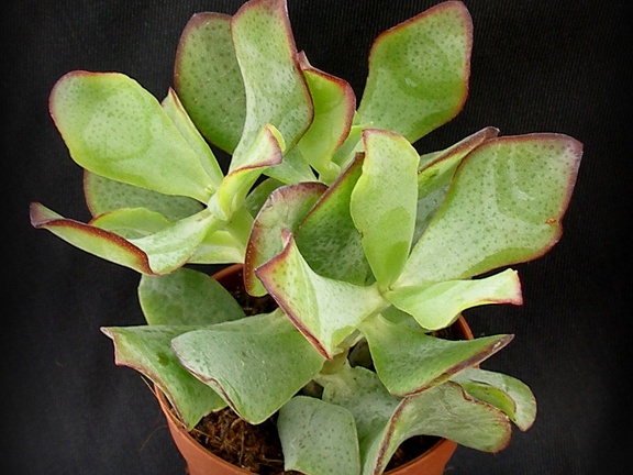 Crassula ovata cv   Blue Bird