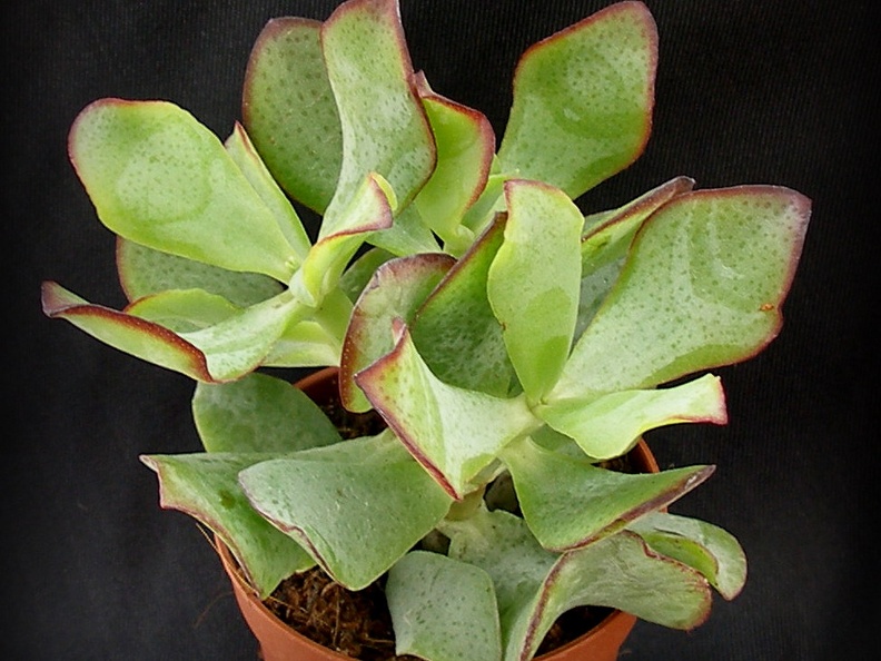 Crassula ovata cv   Blue Bird