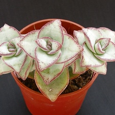Crassula perforata