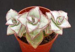 Crassula perforata