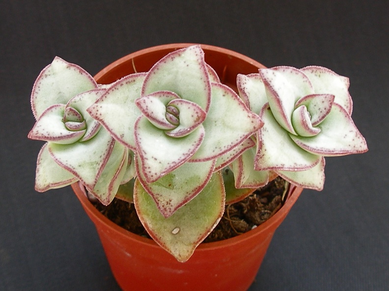 Crassula perforata
