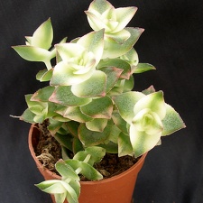 Crassula perforata f  variegata