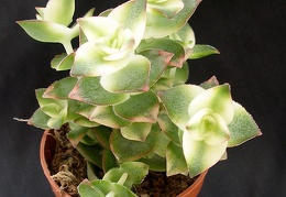 Crassula perforata f  variegata