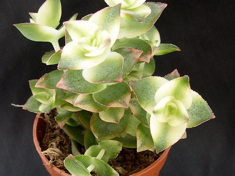 Crassula perforata f  variegata