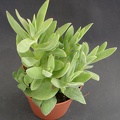 Crassula rattrayi