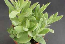 Crassula rattrayi