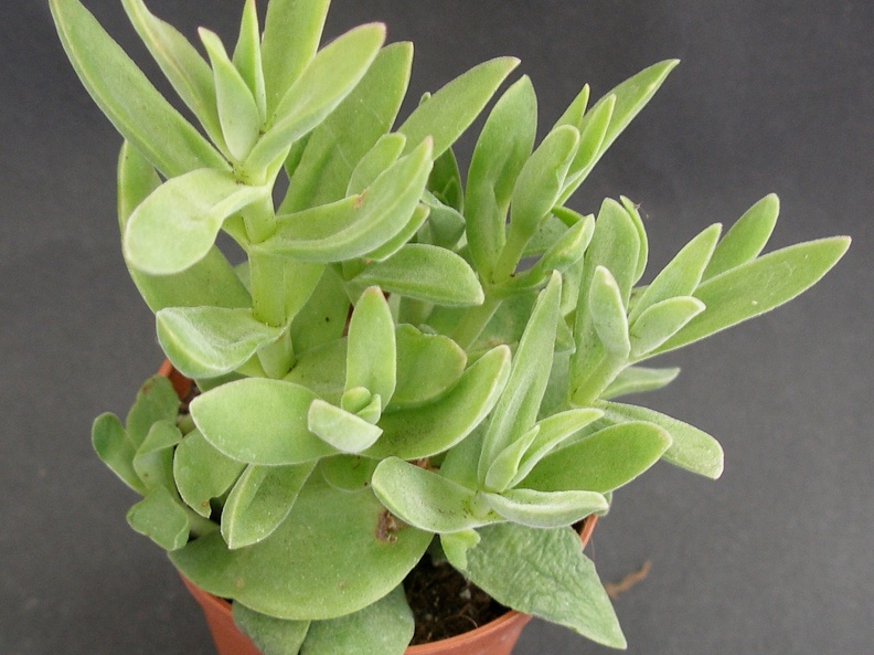 Crassula rattrayi