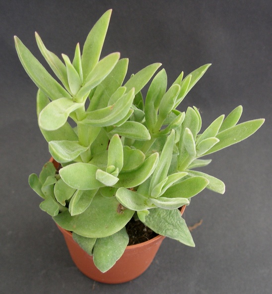 Crassula_rattrayi.JPG