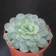 Echeveria desmetiana