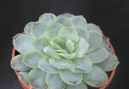 Echeveria desmetiana