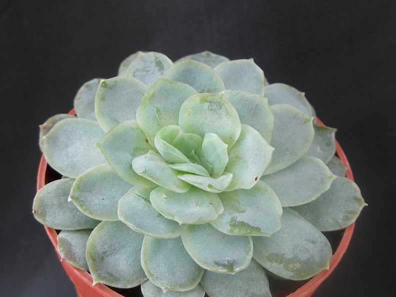 Echeveria desmetiana