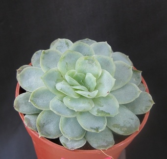 Echeveria desmetiana