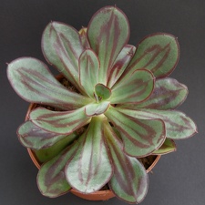 Echeveria nodulosa