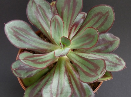 Echeveria nodulosa