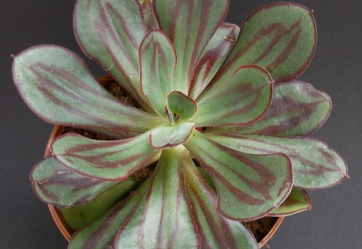 Echeveria nodulosa
