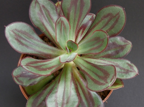 Echeveria nodulosa
