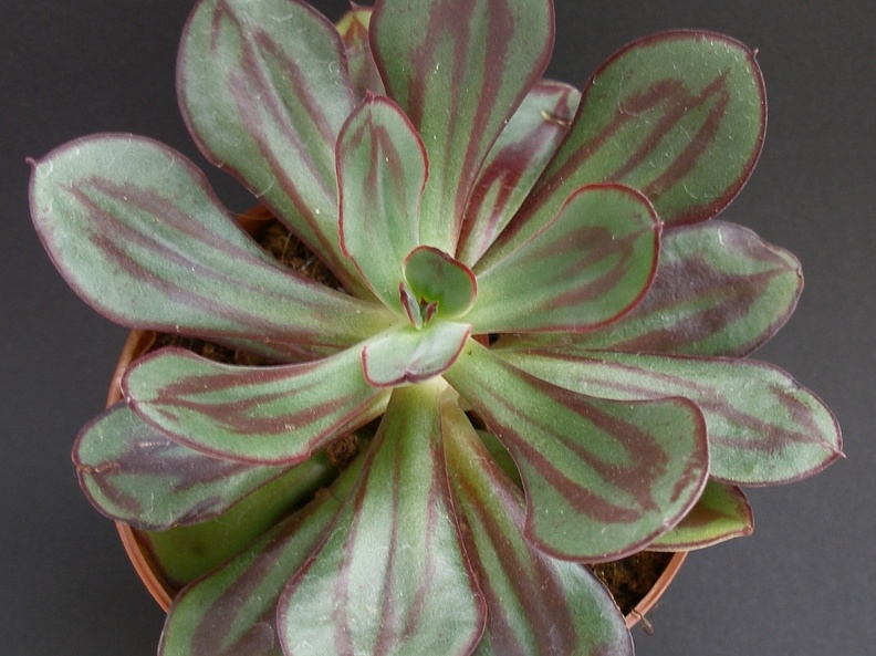 Echeveria nodulosa