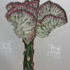 Eup lactea f cristata Grey