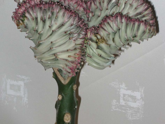 Eup lactea f cristata Grey